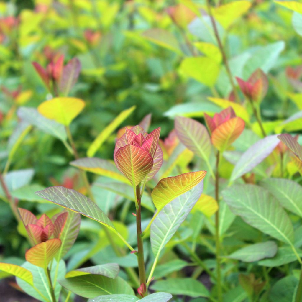 Cotinus coggygria Flame - Pruikenboom