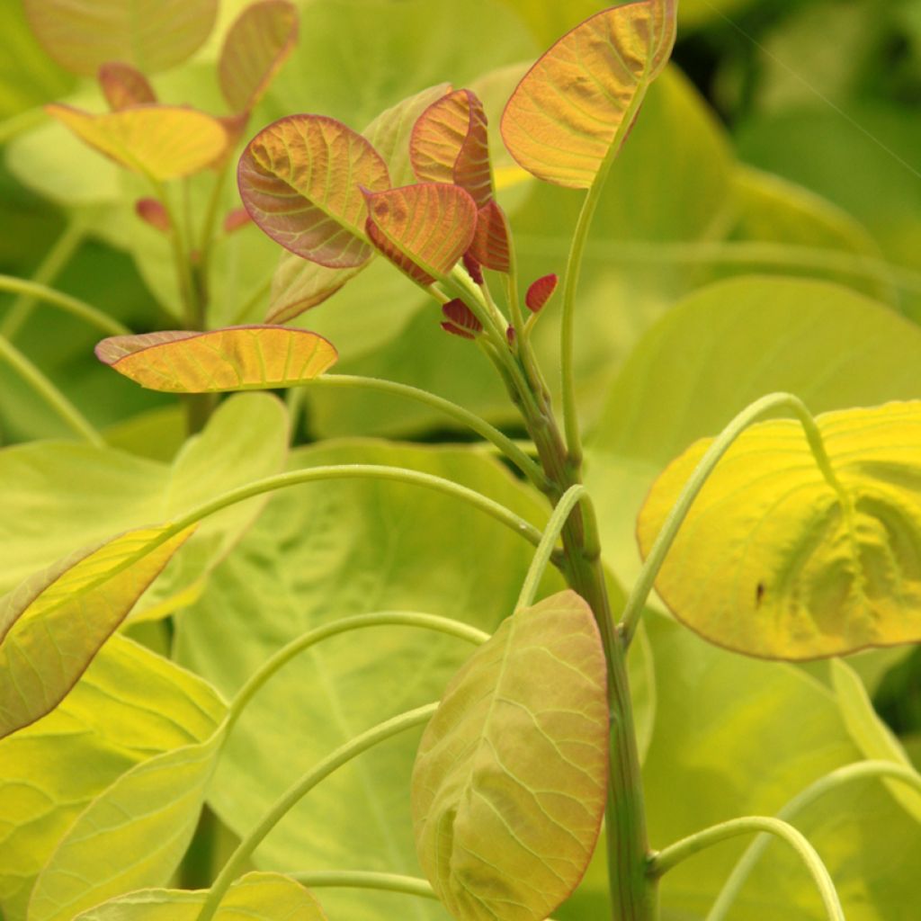 Cotinus coggygria Golden Spirit - Pruikenboom