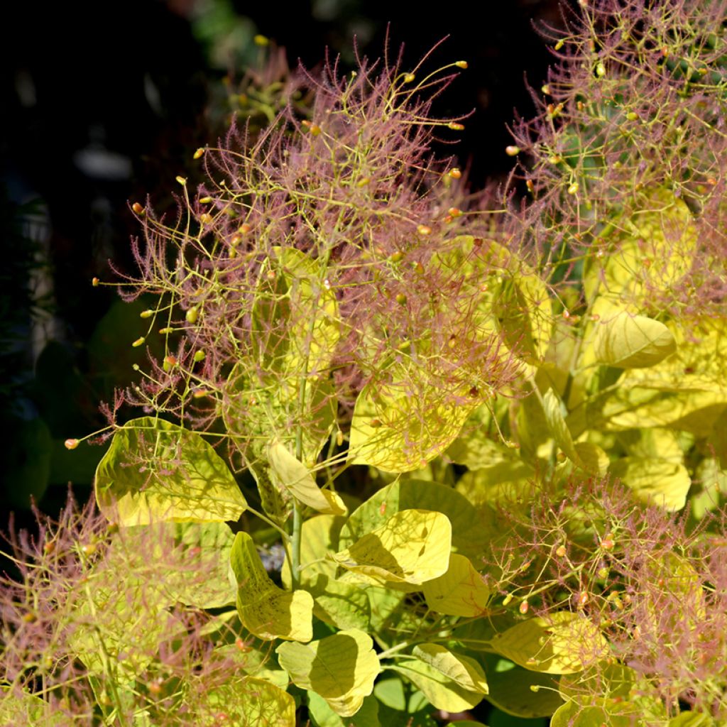 Cotinus coggygria Golden Spirit - Pruikenboom