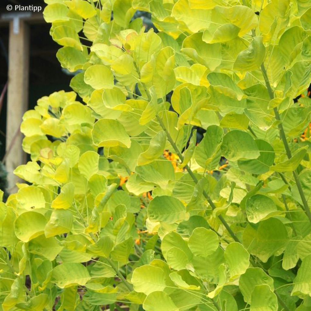 Cotinus coggygria Golden Spirit - Pruikenboom