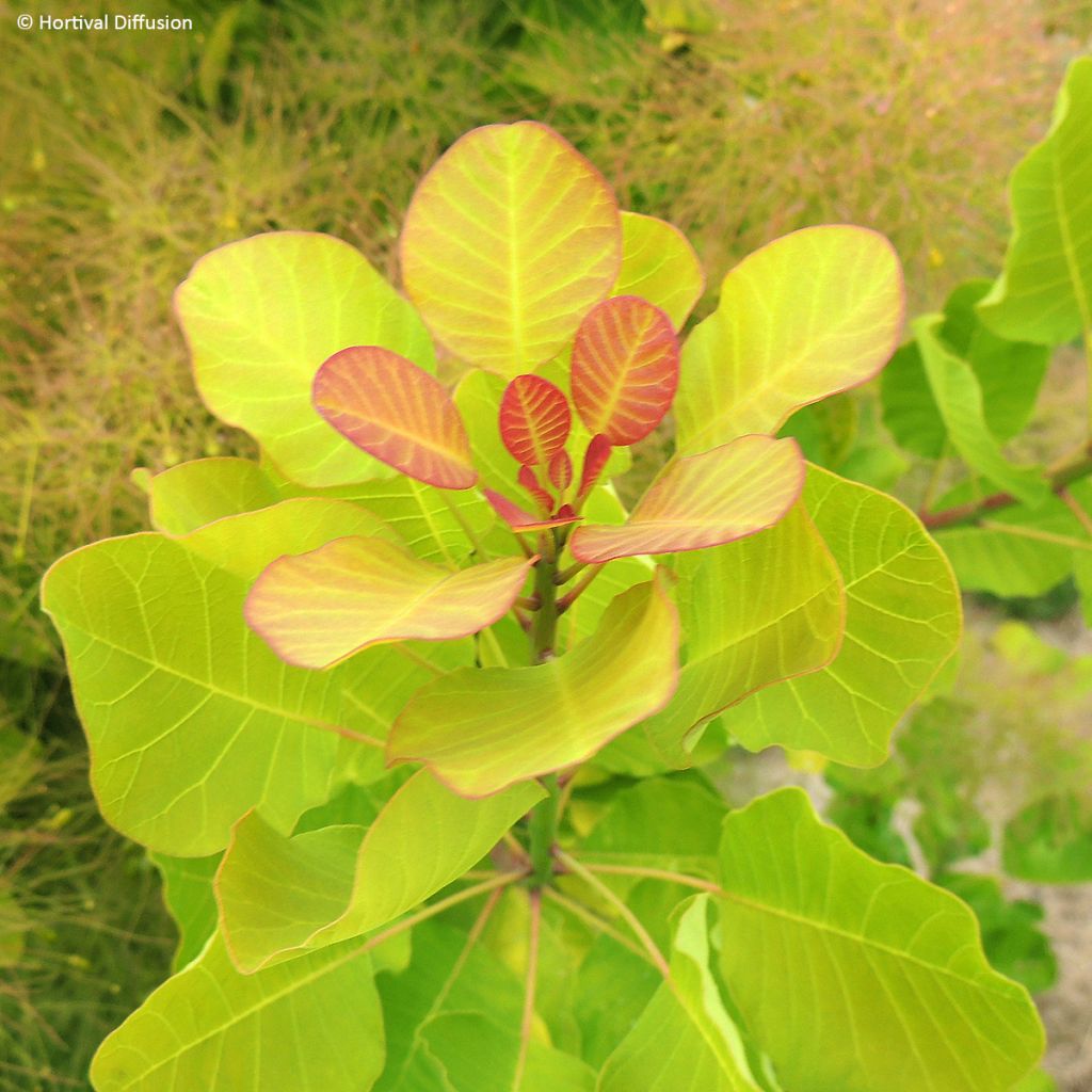 Cotinus coggygria Lemon Lady - Pruikenboom