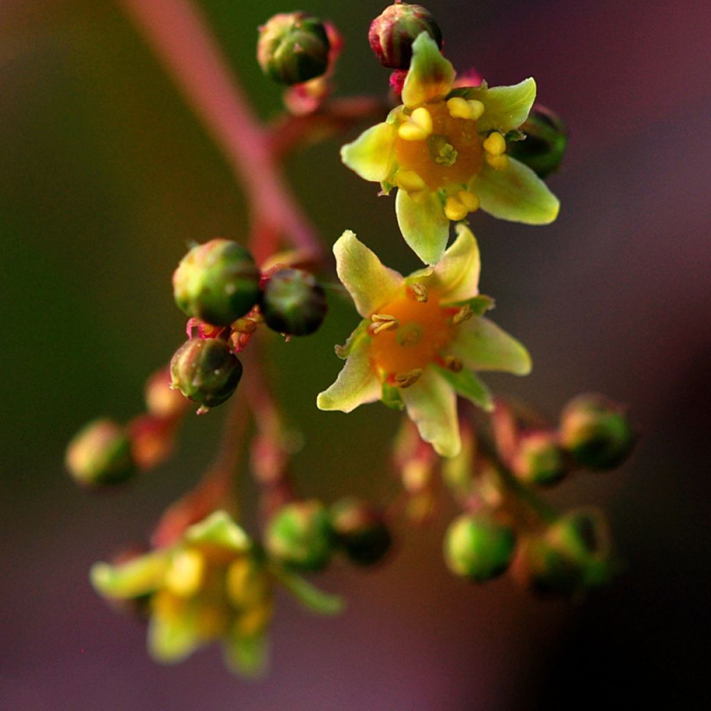 Cotinus coggygria Lilla - Pruikenboom