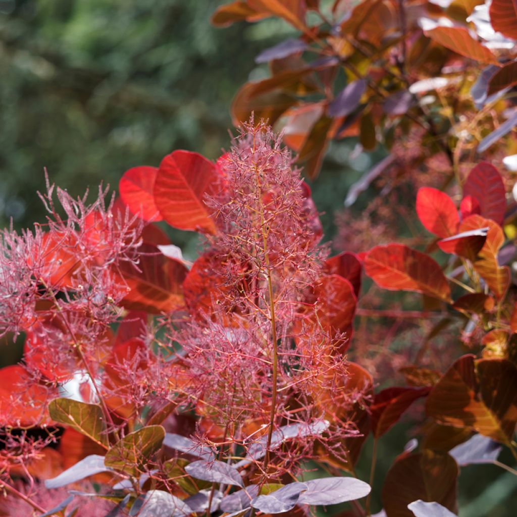 Cotinus coggygria Red Spirit - Pruikenboom