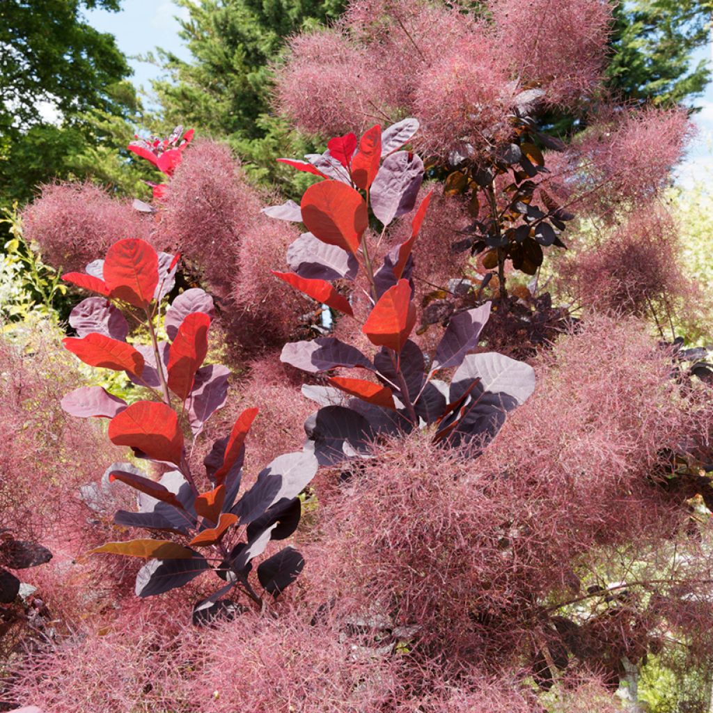 Cotinus coggygria Royal Purple - Pruikenboom