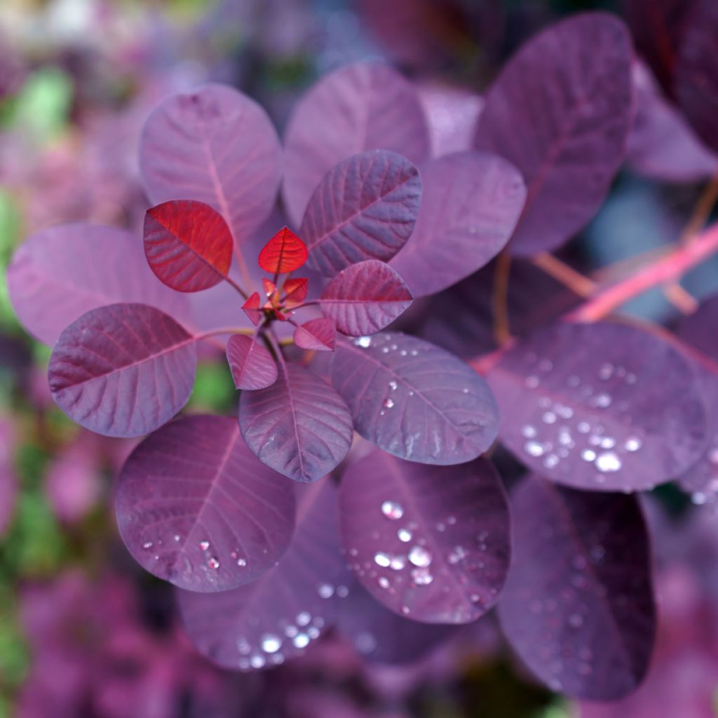 Cotinus coggygria Royal Purple - Pruikenboom