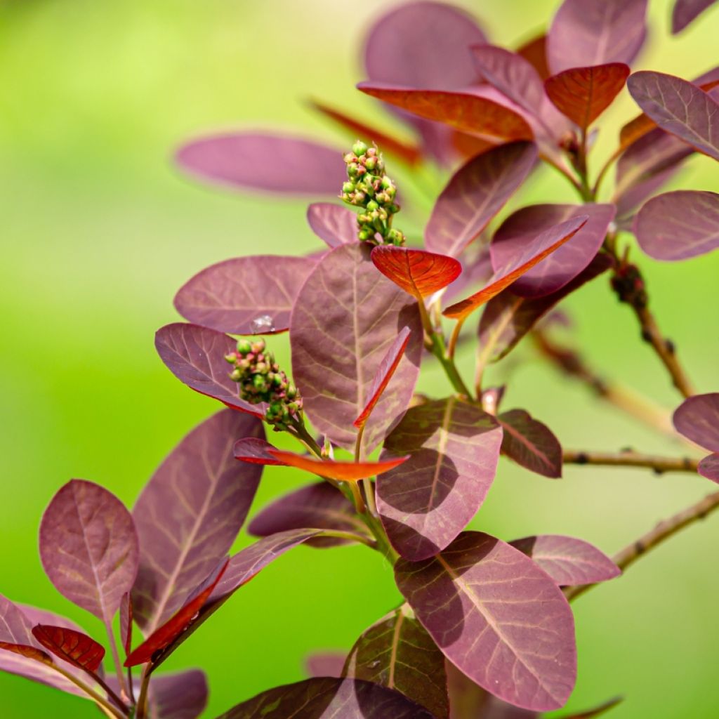 Cotinus coggygria Royal Purple - Pruikenboom