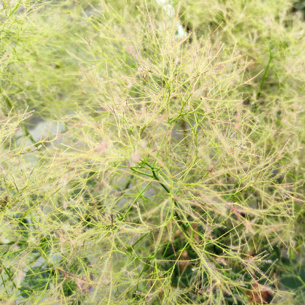 Cotinus coggygria Young Lady - Pruikenboom
