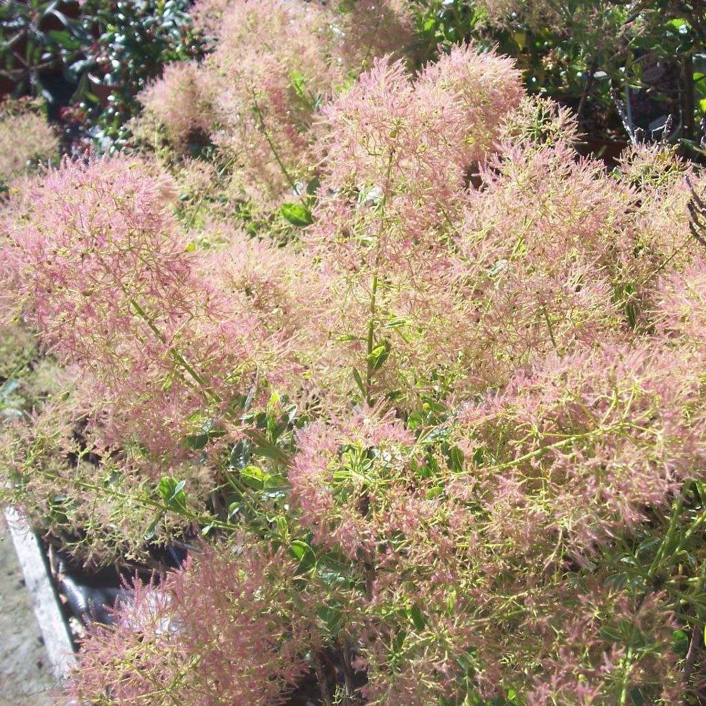 Cotinus coggygria Young Lady - Pruikenboom