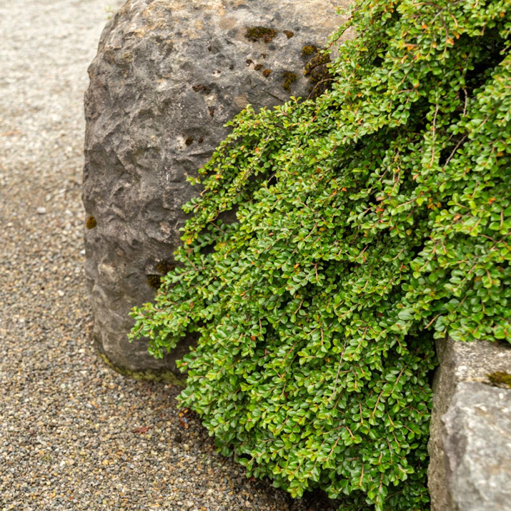 Cotoneaster adpressus - Dwergmispel