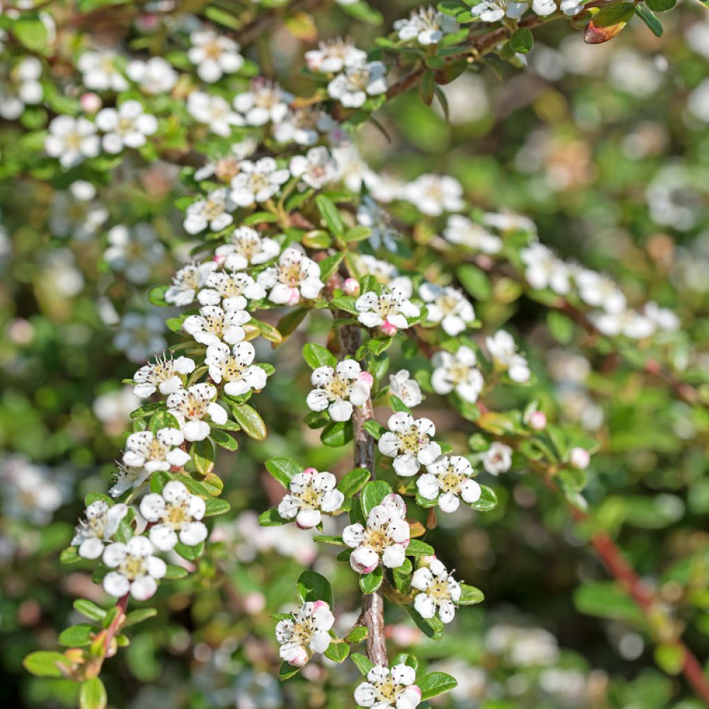 Cotoneaster dammeri - Dwergmispel