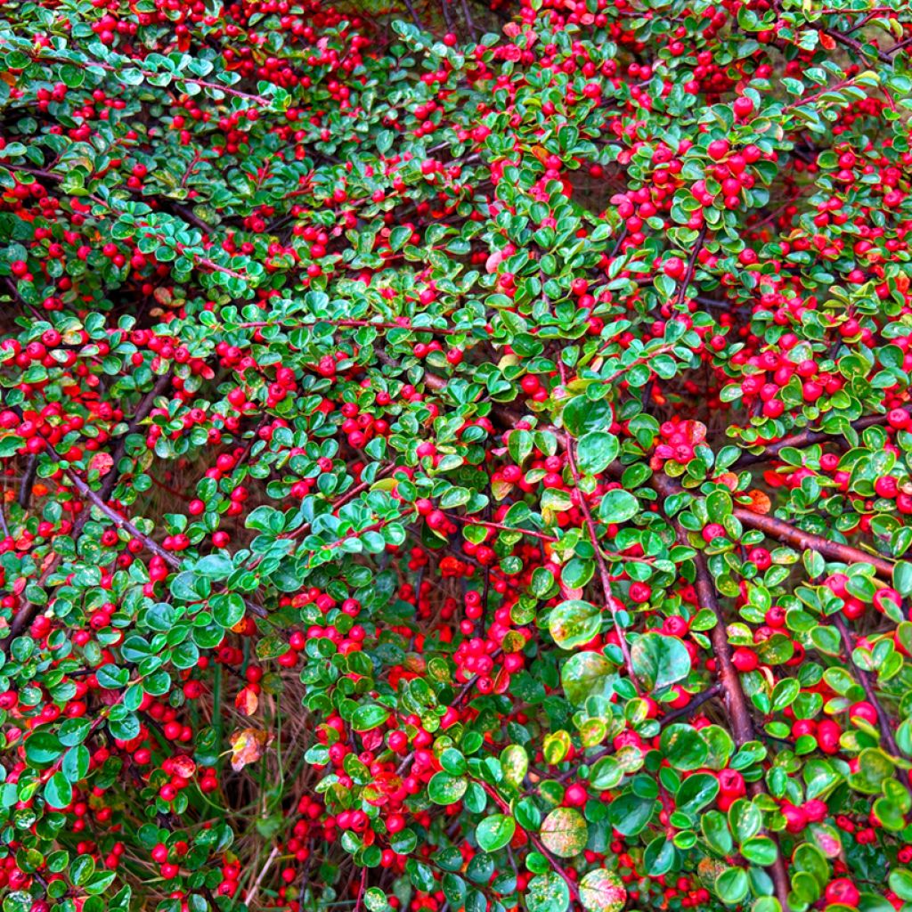 Cotoneaster dammeri - Dwergmispel