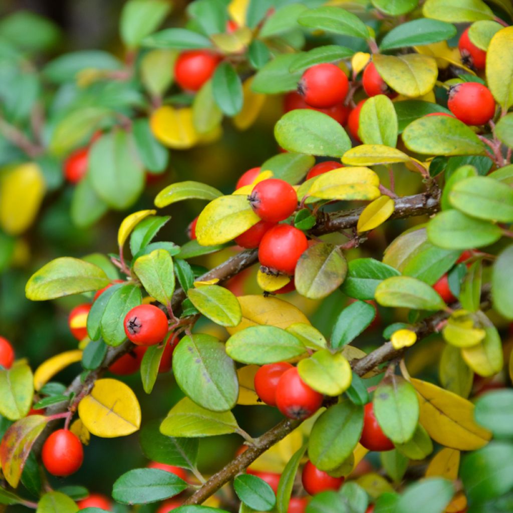 Cotoneaster dammeri Eichholz - Dwergmispel