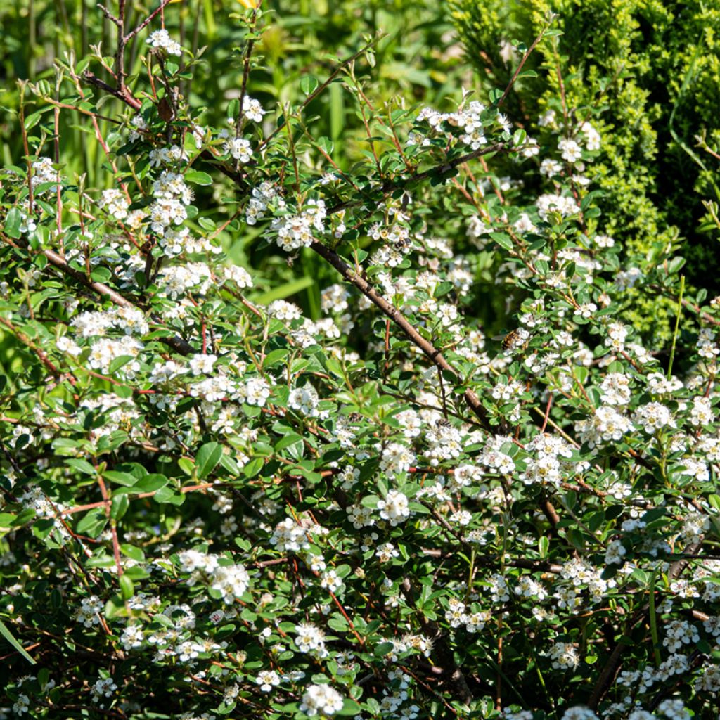 Cotoneaster dammeri Major - Dwergmispel