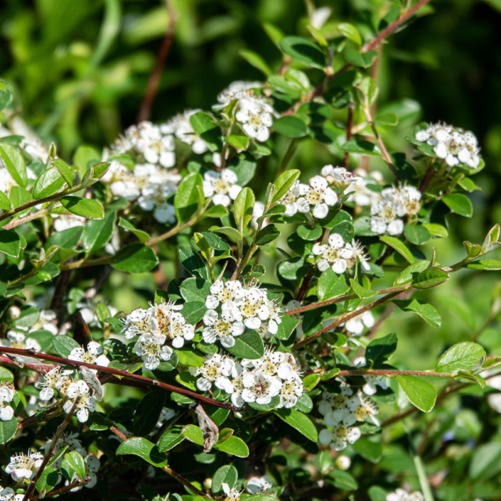 Cotoneaster dammeri Major - Dwergmispel