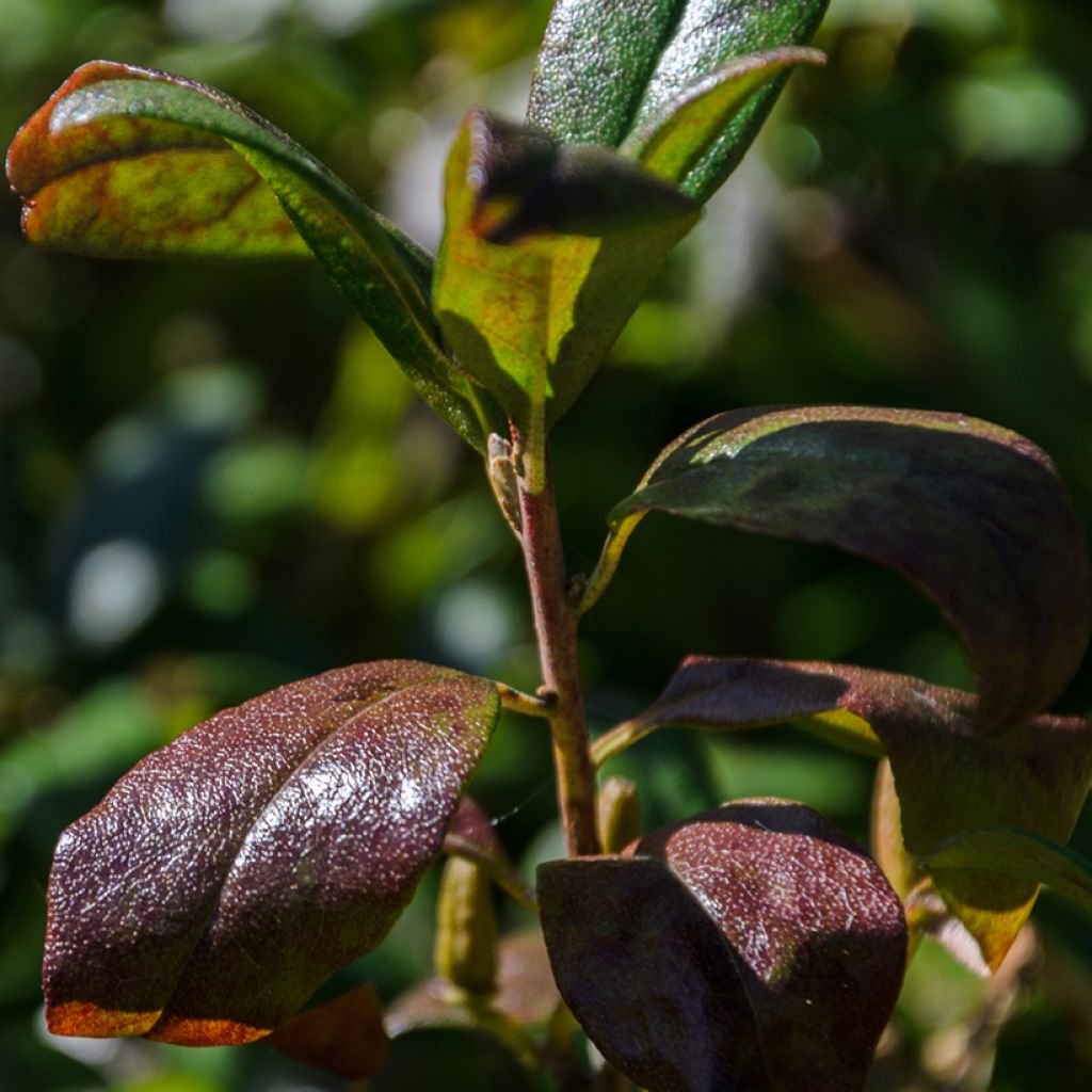 Cotoneaster dammeri Mooncreeper - Dwergmispel