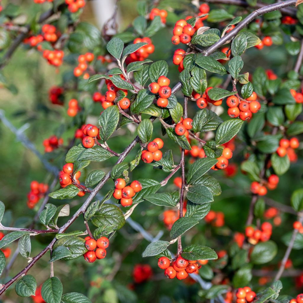 Cotoneaster franchetii - Dwergmispel