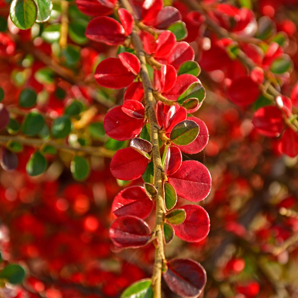 Cotoneaster horizontalis - Vlakke dwergmispel