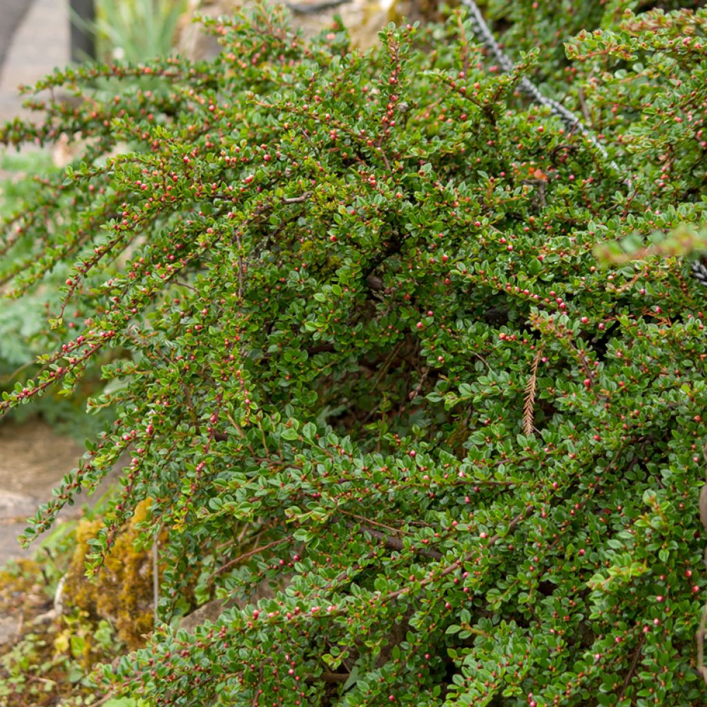 Cotoneaster horizontalis - Vlakke dwergmispel