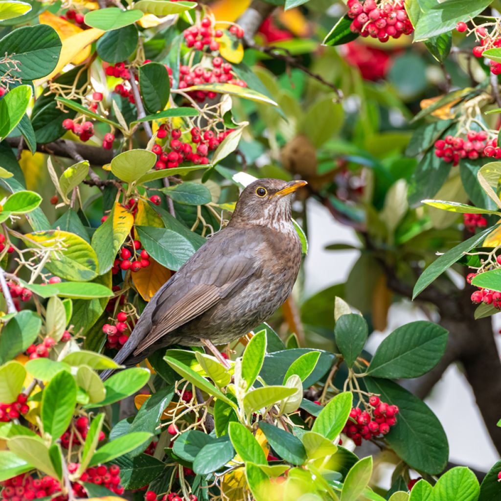 Cotoneaster lacteus - Dwergmispel