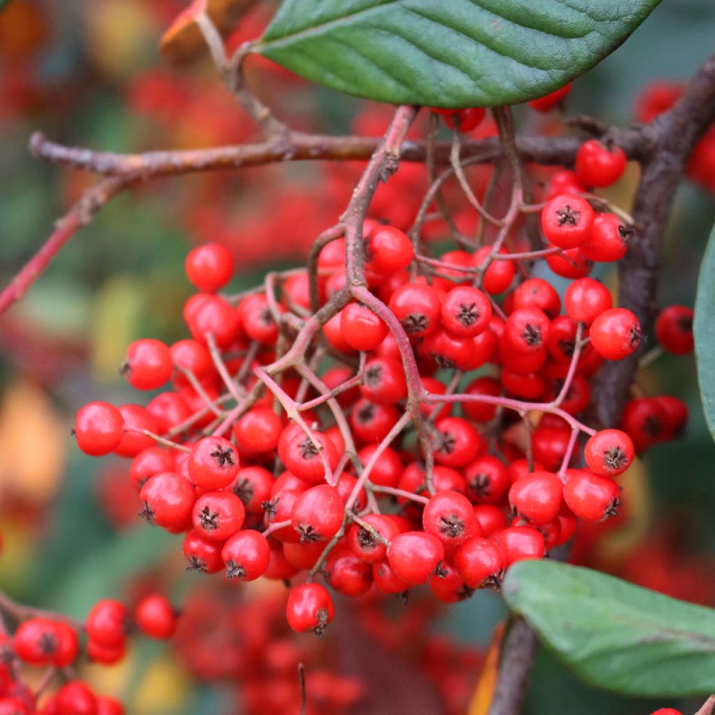 Cotoneaster lacteus - Dwergmispel