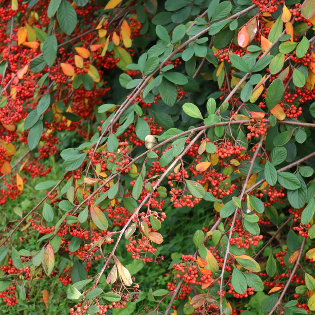 Cotoneaster lacteus - Dwergmispel
