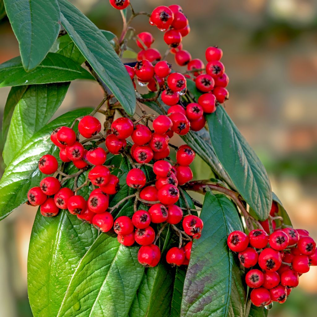 Cotoneaster lacteus - Dwergmispel