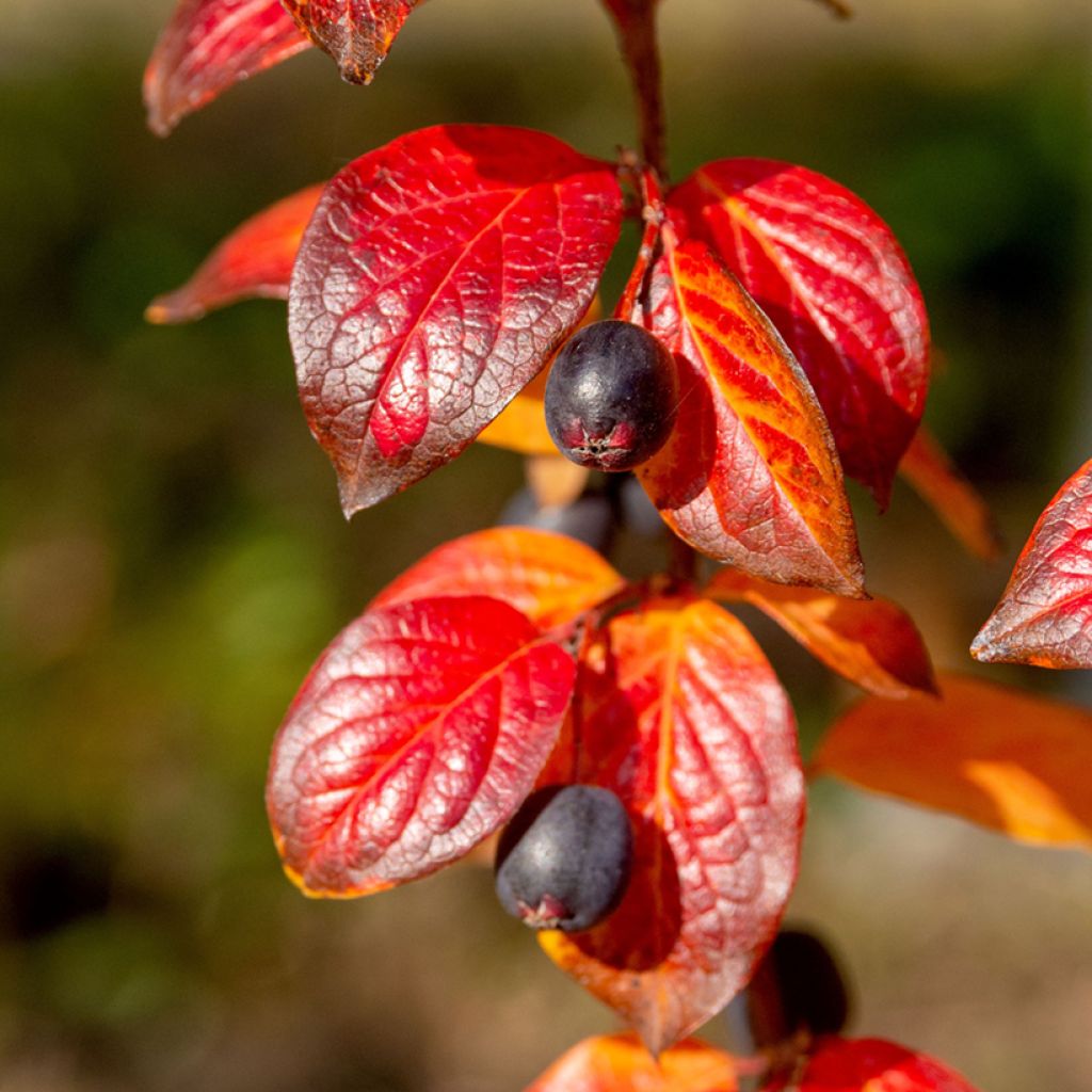 Cotoneaster lucidus - Dwergmispel