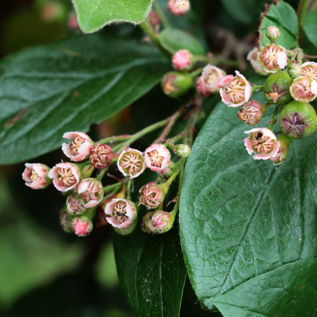 Cotoneaster lucidus - Dwergmispel