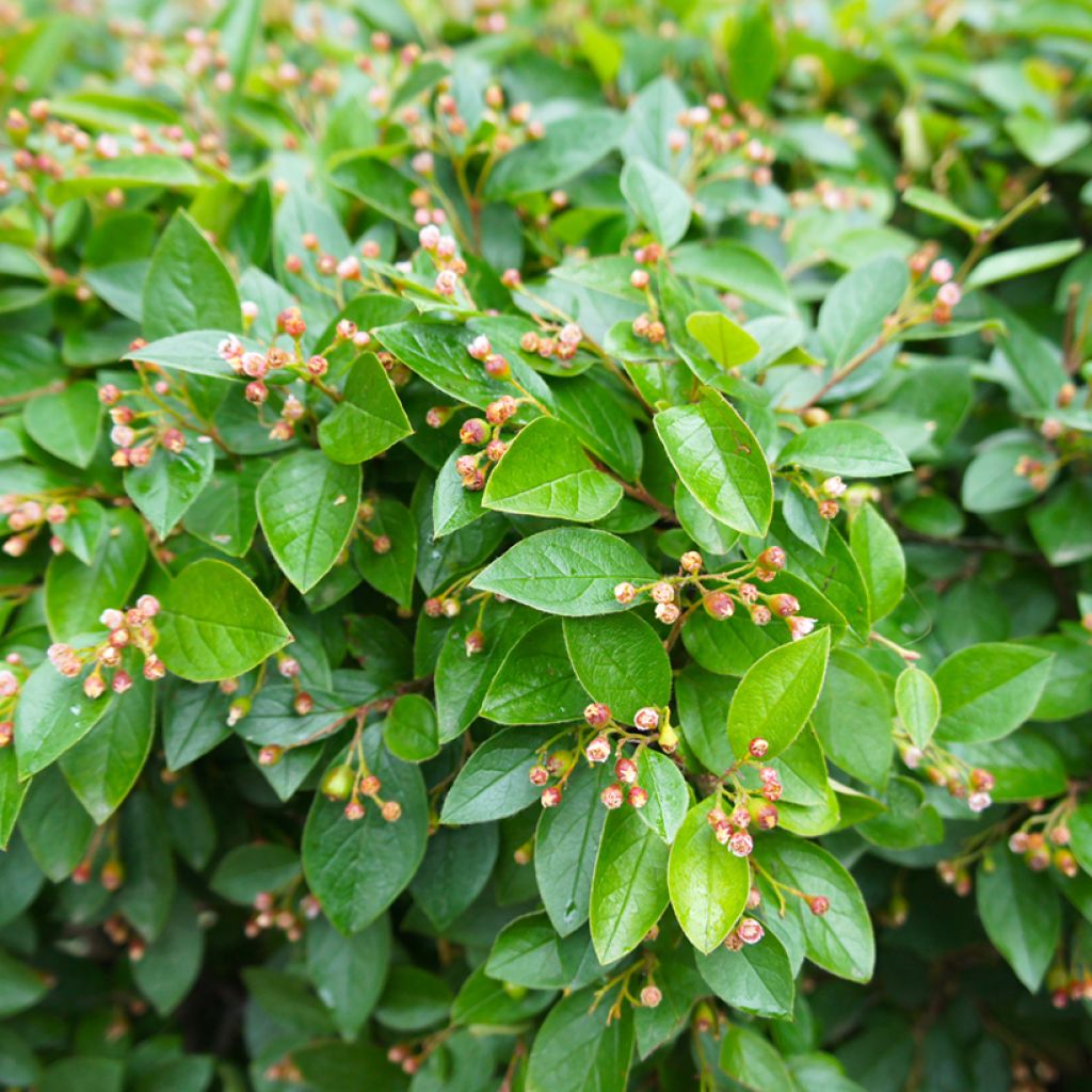 Cotoneaster lucidus - Dwergmispel
