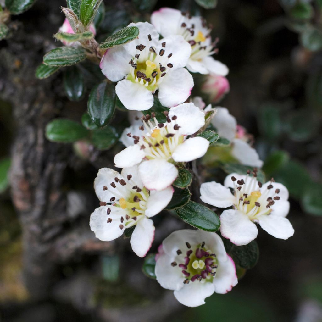 Cotoneaster microphyllus - Kleinbladige dwergmispel