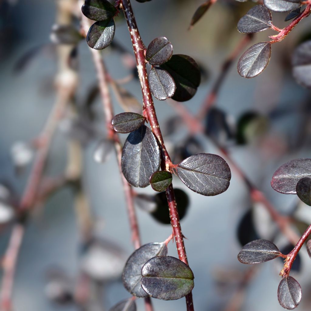 Cotoneaster procumbens Streibs Findling - Kruipende dwergmispel