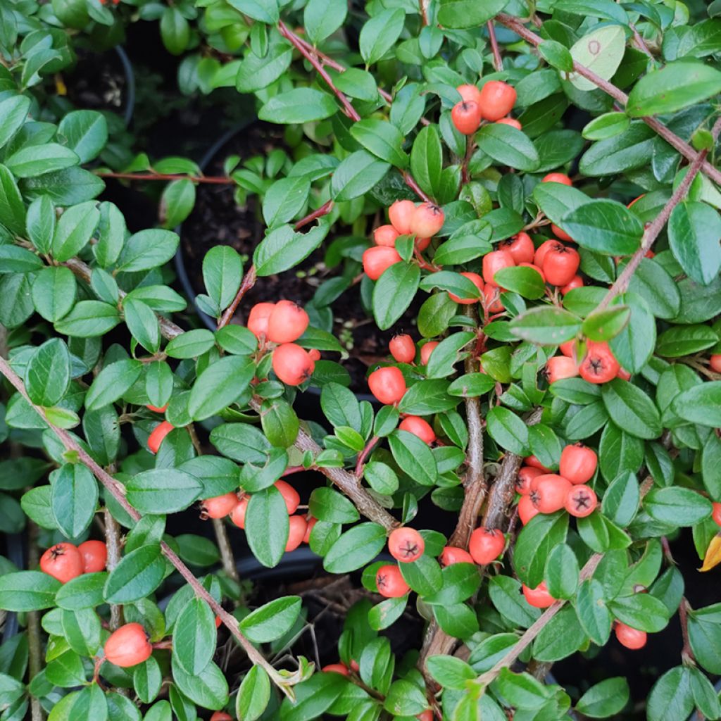 Cotoneaster suecicus Coral Beauty - Dwergmispel