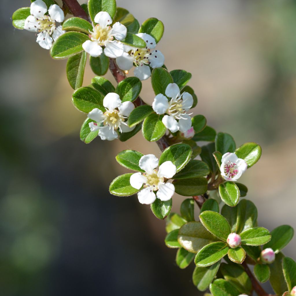 Cotoneaster suecicus Coral Beauty - Dwergmispel
