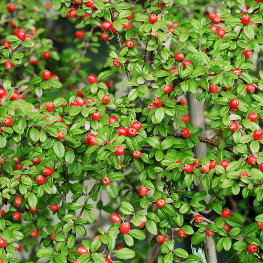 Cotoneaster suecicus Coral Beauty - Dwergmispel