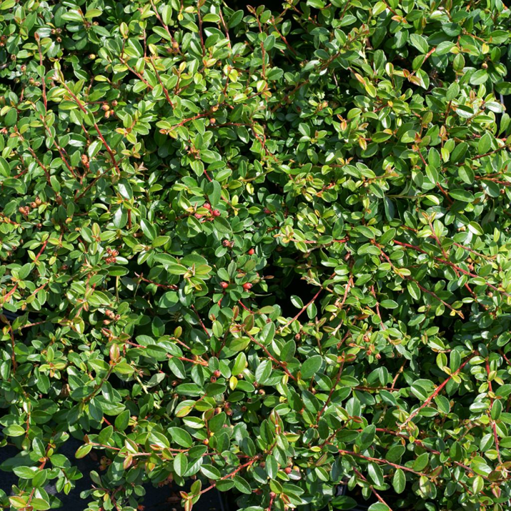 Cotoneaster suecicus Skogholm - Dwergmispel