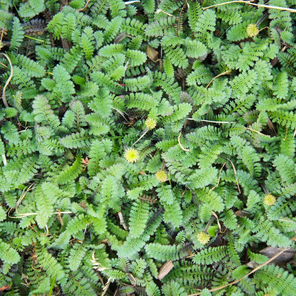Leptinella squalida - Koperknoopje