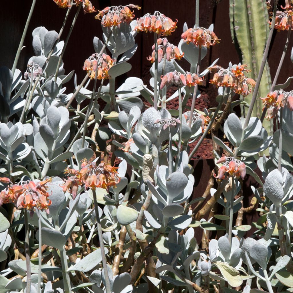 Cotyledon orbiculata Gray - Vetbladige vetplant