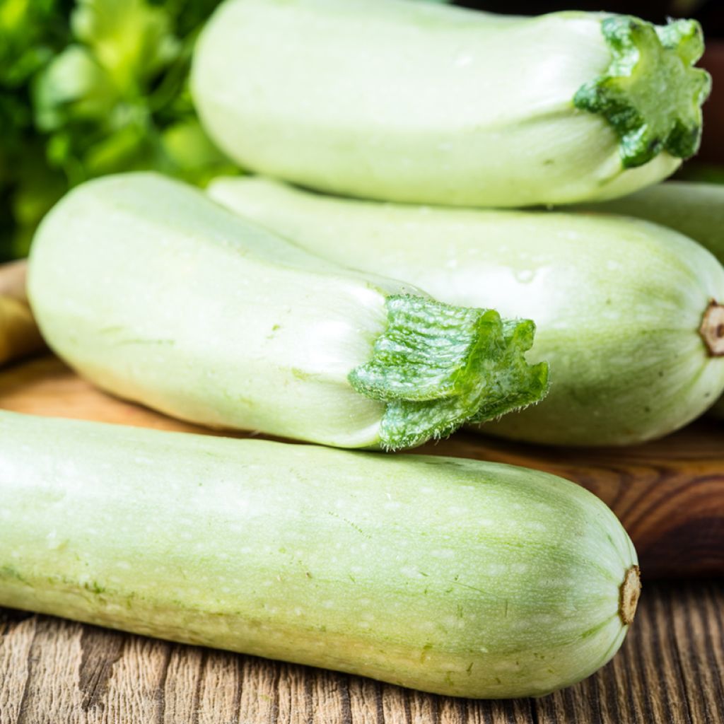 Courgette Blanche de Virginie 3