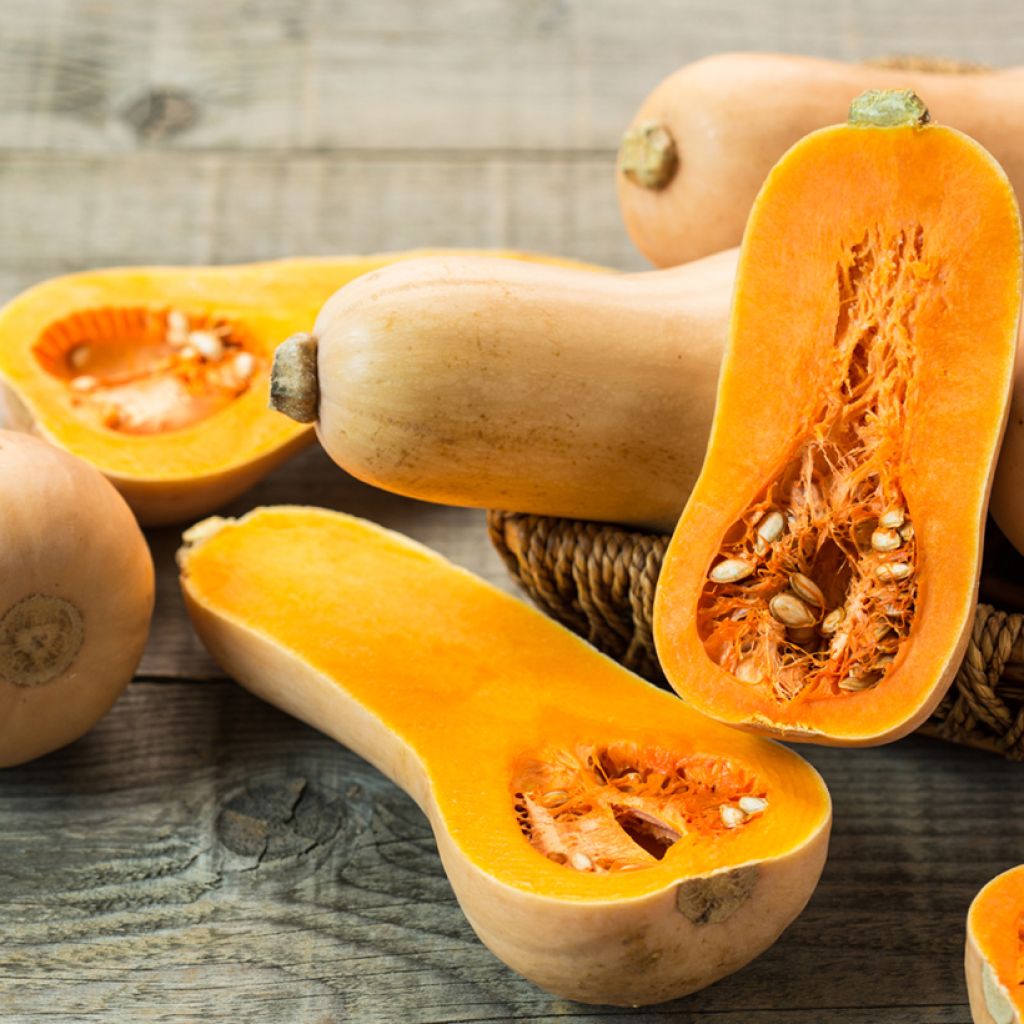 Flespompoen  Butternut BIO (zaad)