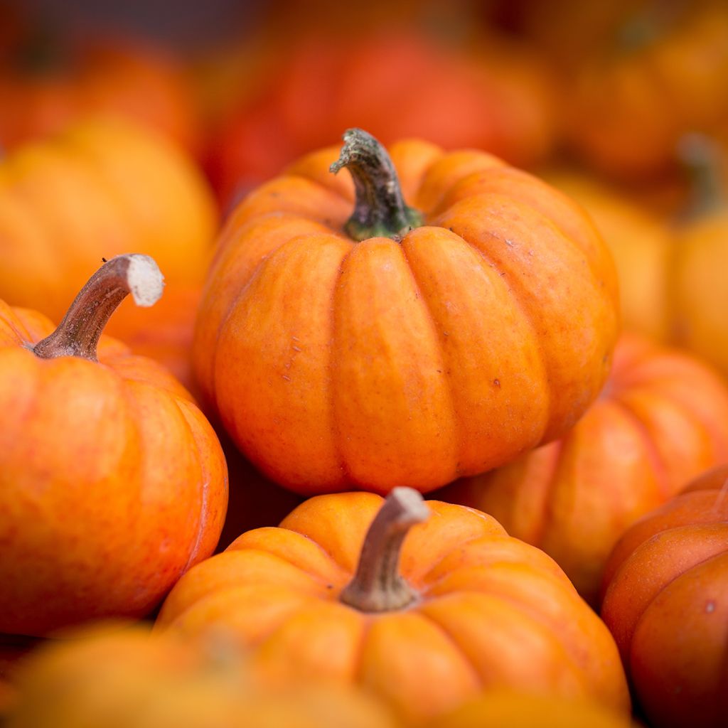 Pompoen Jack Be Little