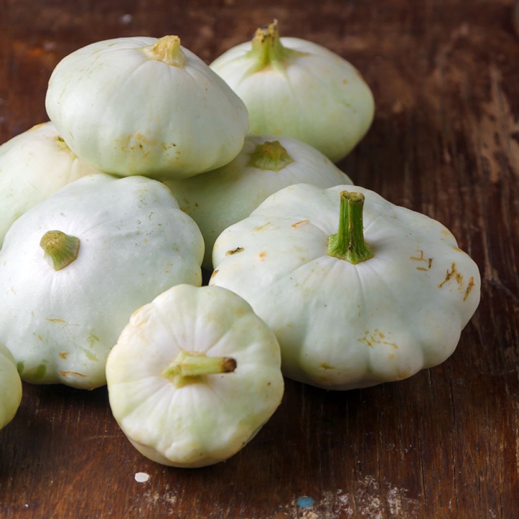 Patisson Croblan - Vilmorin