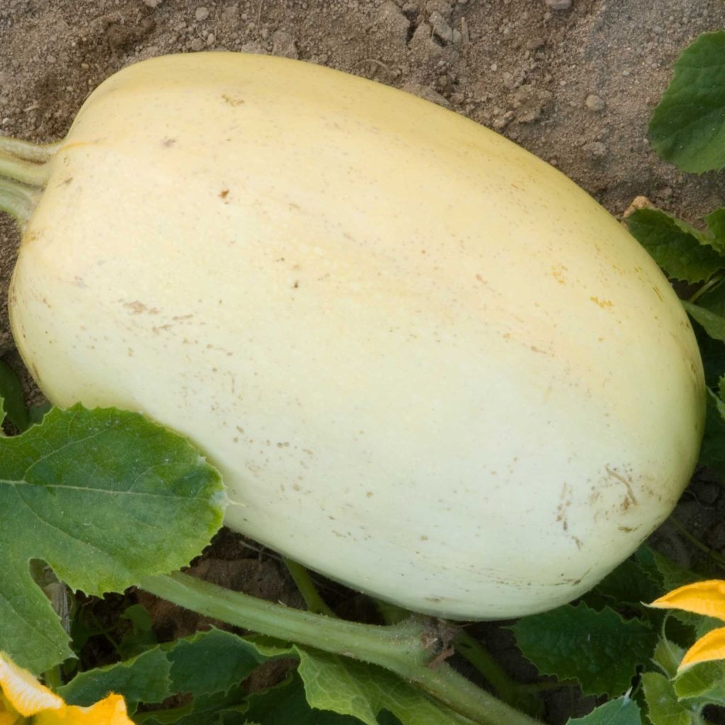 Spaghettipompoen Vegetable Spaghetti