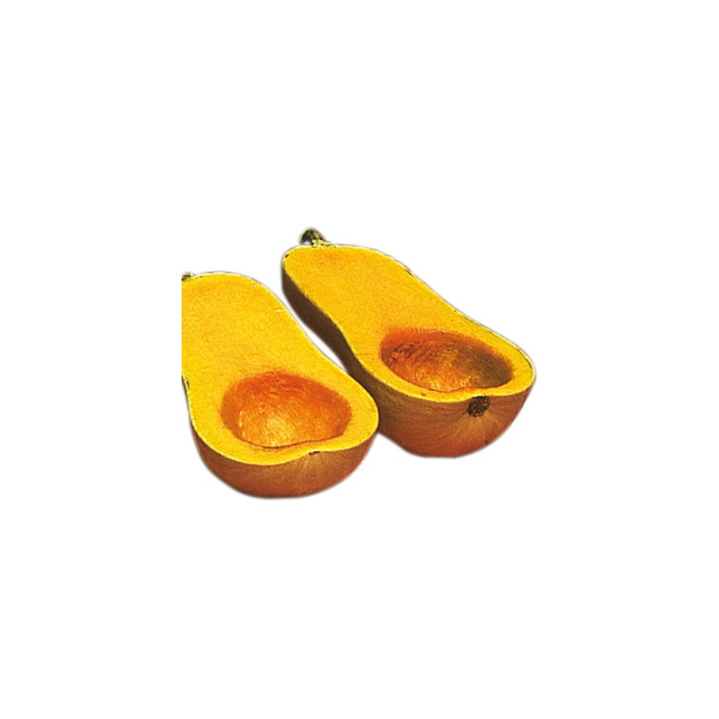 Courge butternut Zenith F1 - Cucurbita moschata