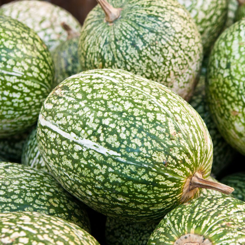 Vijgenbladpompoen BIO Ferme de Sainte Marthe - Cucurbita ficifolia