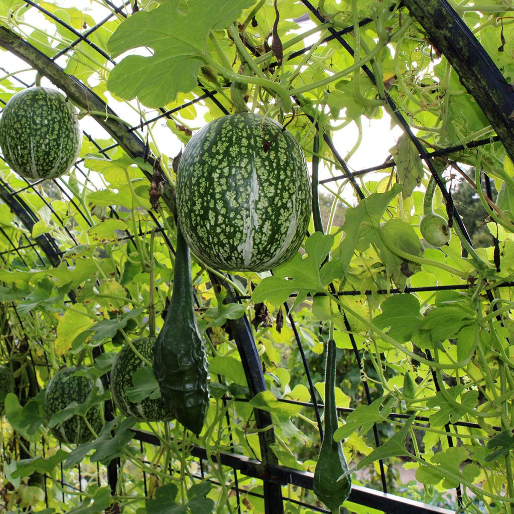 Vijgenbladpompoen BIO Ferme de Sainte Marthe - Cucurbita ficifolia