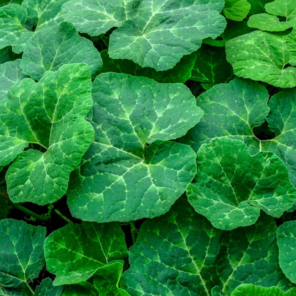 Vijgenbladpompoen BIO Ferme de Sainte Marthe - Cucurbita ficifolia