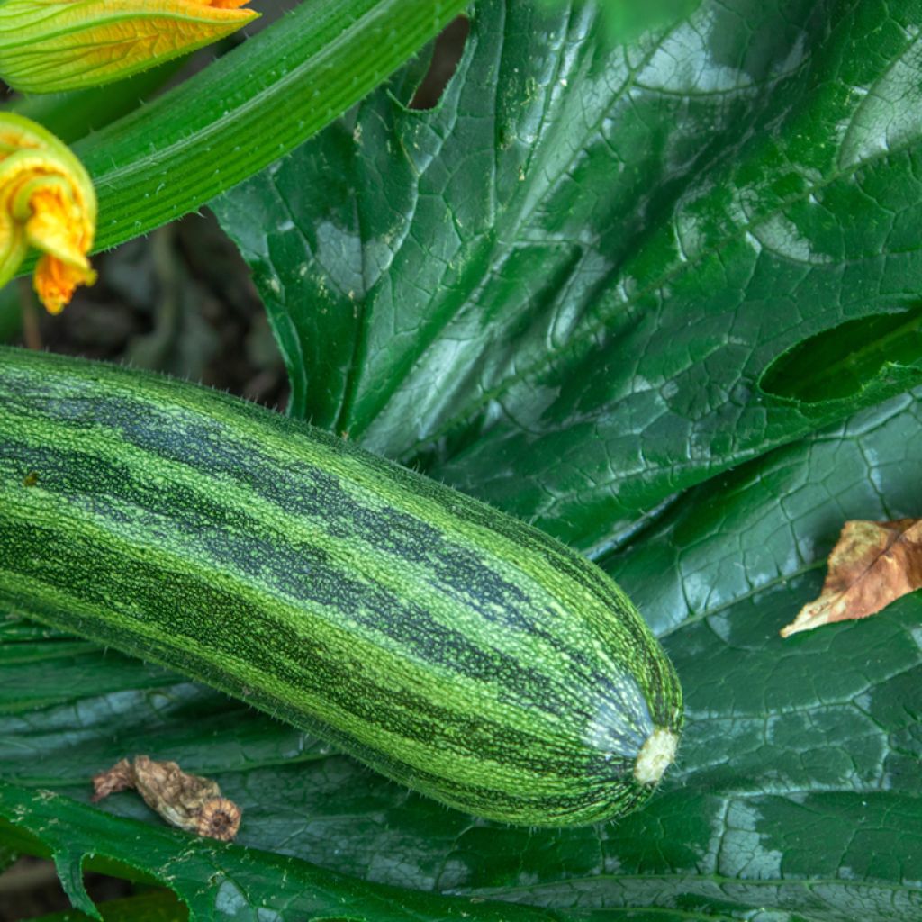 Donkergroene niet-rankende Italiaane courgette