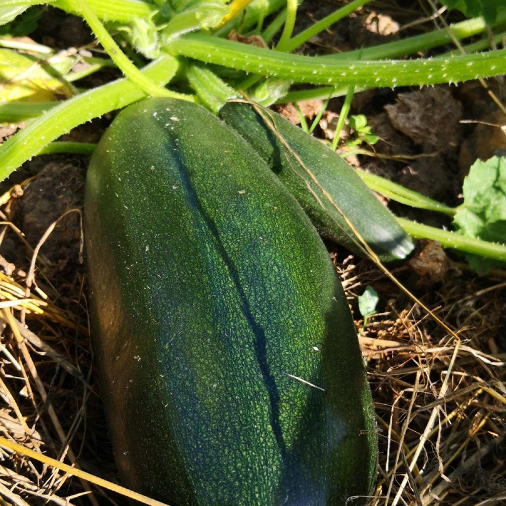 Donkergroene niet-rankende Italiaane courgette