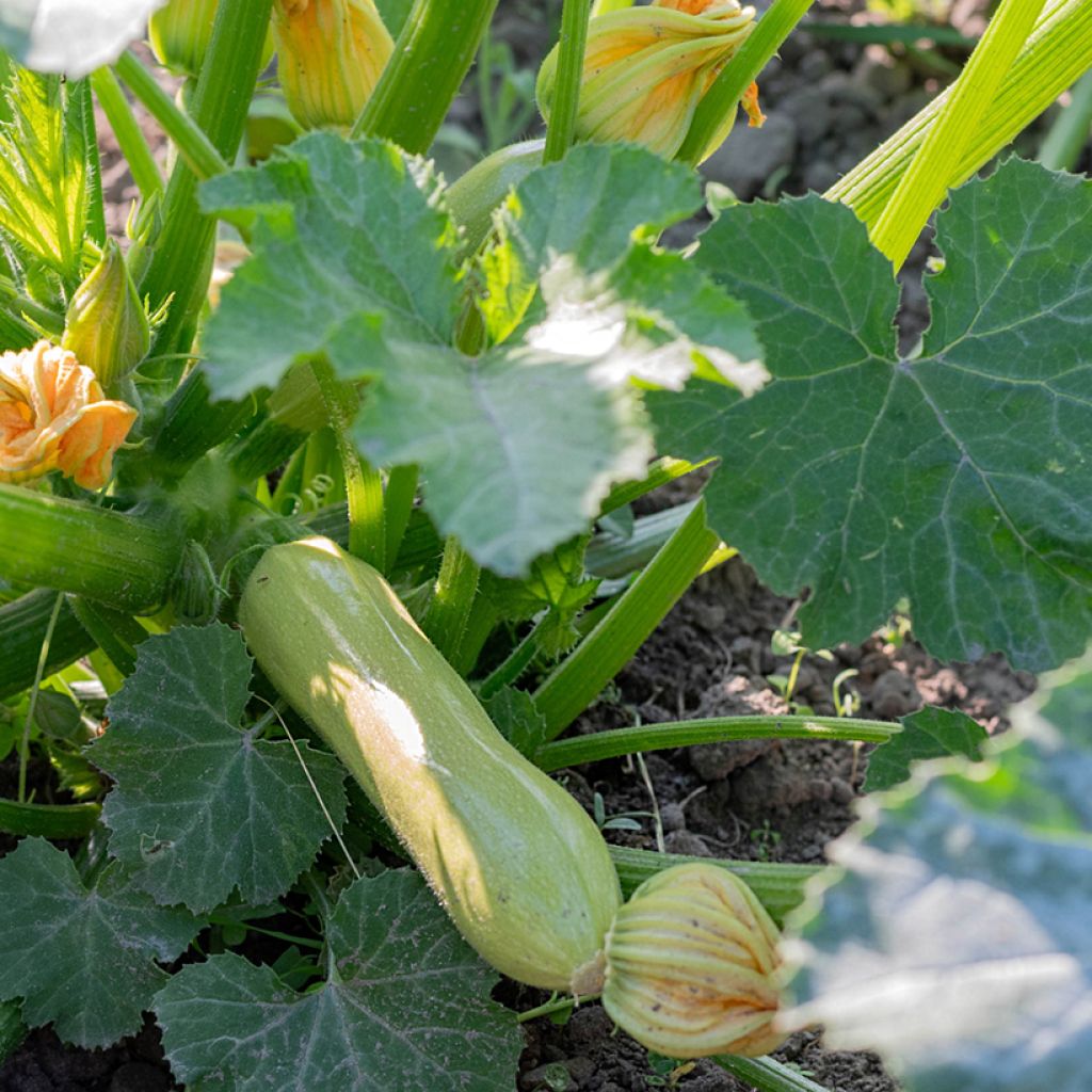 Courgette Adrielle F1 - Vilmorin