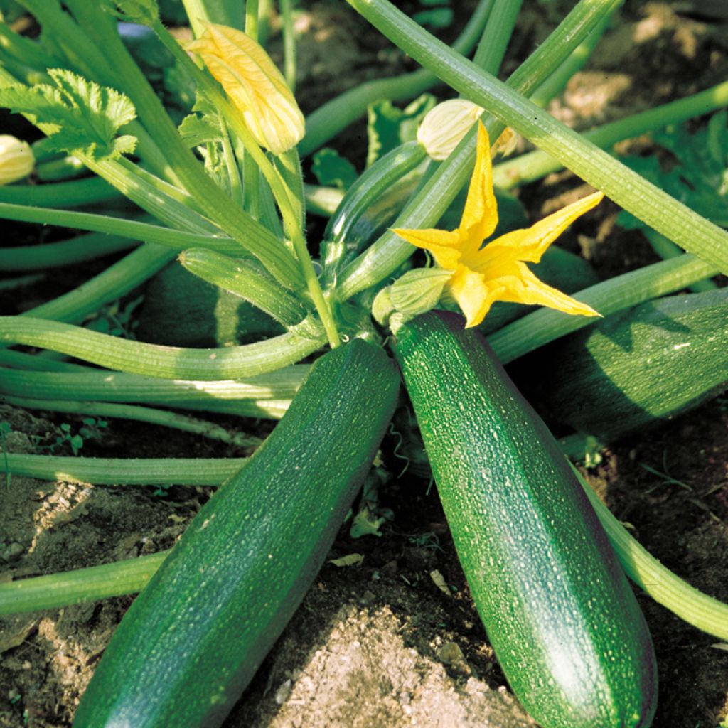 Courgette Belor F1 - Vilmorin